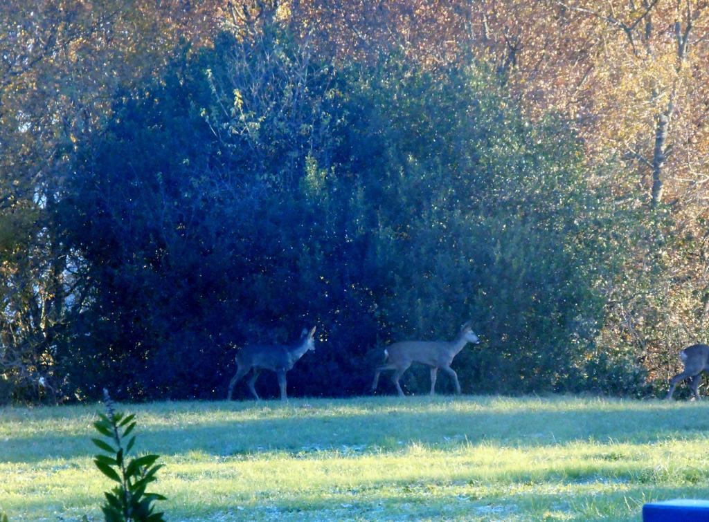 Le Colombier Bed & Breakfast Villeneuve-sur-Lot Bagian luar foto