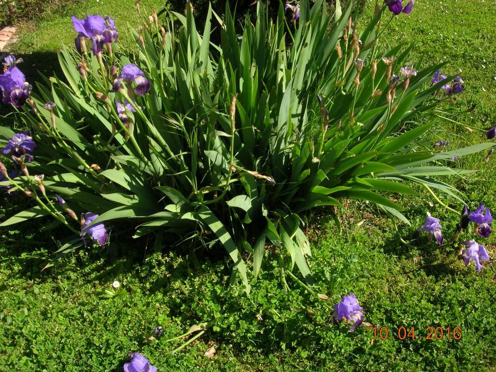 Le Colombier Bed & Breakfast Villeneuve-sur-Lot Bagian luar foto