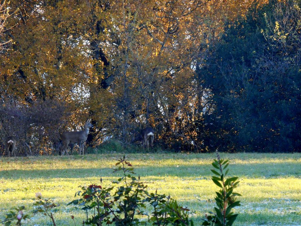 Le Colombier Bed & Breakfast Villeneuve-sur-Lot Bagian luar foto